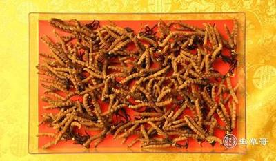 冬虫夏草要炖多长时间 冬虫夏草炖什么最好