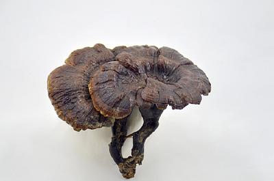 灵芝能泡水喝吗 灵芝能长期泡水喝吗 灵芝能泡水喝吗 灵芝能长期泡水喝吗