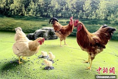 河田鸡是哪里的？了解河田鸡的产地