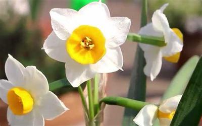 黄水仙是一种怎么植物呢 黄水仙的作用有什么呢