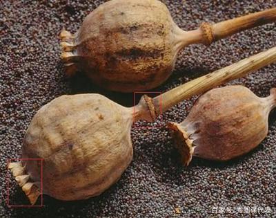 草果和罂粟的区别 草果的功效和作用