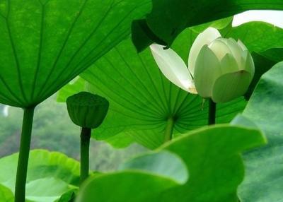 一叶一菩提一花一世界什么意思？这句话的深层哲理