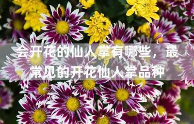 仙人掌可以开花吗 仙人掌的种类有什么呢
