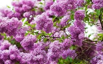 紫丁香有什么香味吗 紫丁香有什么作用呢