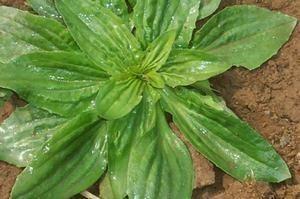 车前草是一种什么植物呢 车前草有什么作用呢