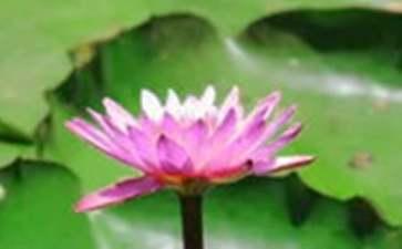 荷花有什么作用呢 一般几月份荷花开花呢