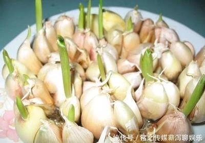 大蒜软了可以吃吗 大蒜怎么保存不发芽不干瘪