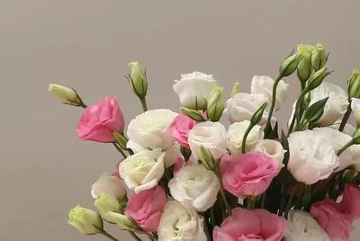 什么是洋桔梗呢 洋桔梗有什么作用呢