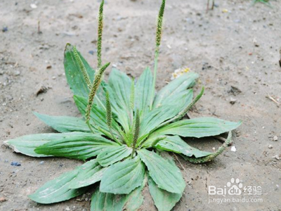 车前草是凉性还是热性 车前草有毒吗