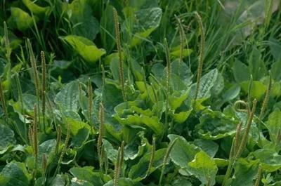 车前草对痔疮有治疗作用吗 车前草能降血糖吗