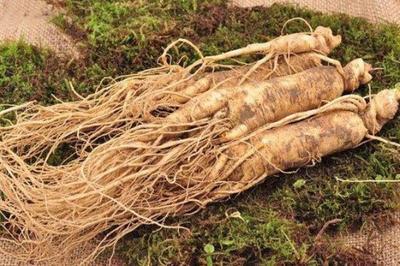 人参是发物吗 人参要炖多长时间