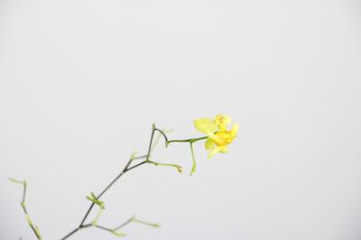 文心兰的花语是什么呢 文心兰种植需要注意什么呢
