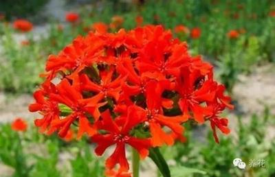 剪秋罗花的花语是什么呢 剪秋罗花种植需要注意什么呢