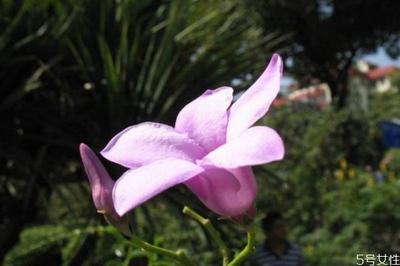 桉叶藤是一种什么植物呢 桉叶藤有什么作用呢