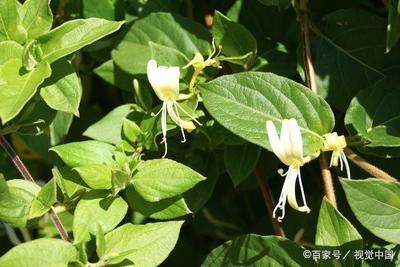 金银花泡水喝多了会怎么样 金银花如何采摘 金银花泡水喝多了会怎么样 金银花如何采摘