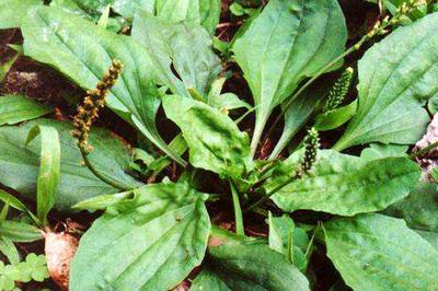 车前草是治什么的 车前草的药理作用