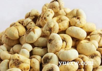 川贝泡水喝的功效 川贝泡水喝可以止咳吗