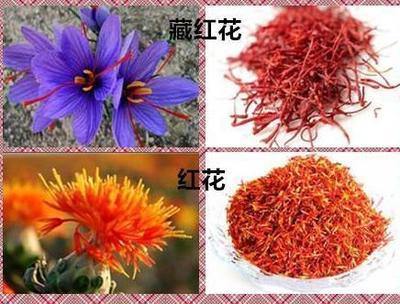 藏红花多少钱一斤才算正宗 藏红花怎么什么牌子最好