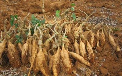 葛根是凉性还是热性 葛根上火能喝吗