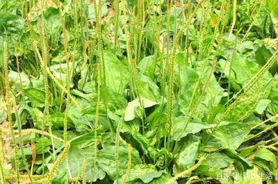 车前草能降尿酸吗 车前草能治痛风吗