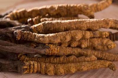 虫草可以调理月经吗 虫草孕妇可以吃吗