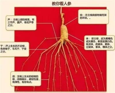 人参有多少种类 人参什么品种最好的