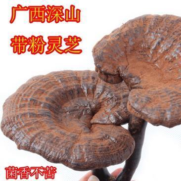 灵芝不苦是不是假灵芝 灵芝怎么辨别真假 灵芝不苦是不是假灵芝 灵芝怎么辨别真假