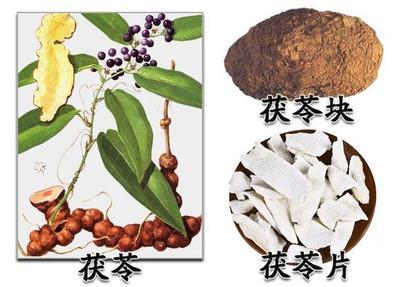 茯苓是热性的吗 茯苓是苦的吗