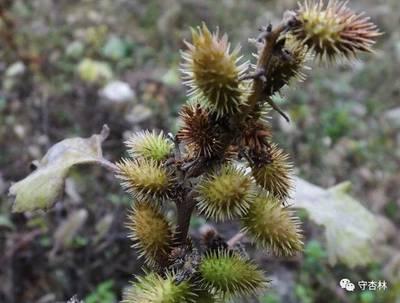 苍耳子能泡水喝吗 苍耳子泡水喝的功效