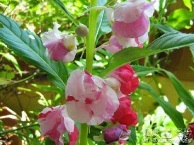 什么是凤仙花呢 凤仙花有什么作用呢