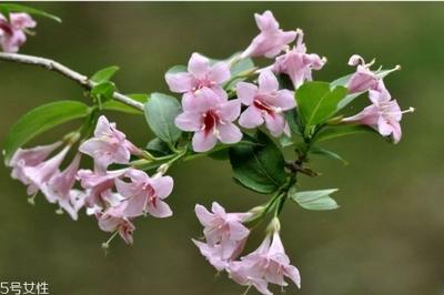 什么是锦带花呢 锦带花有什么作用呢