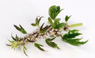 当归是热性还是凉性 当归是补血的吗