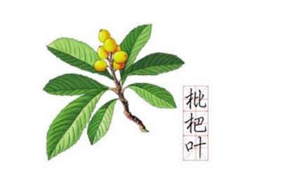 枇杷叶要老叶还是新叶 枇杷叶的功效和作用