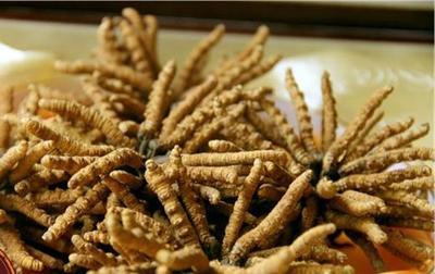 虫草花一次放多少煲汤 虫草花放多了会怎么样