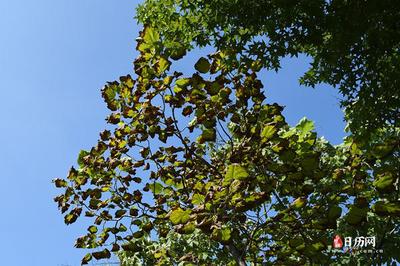 新坟不过社哪一天 新坟不过社是哪天