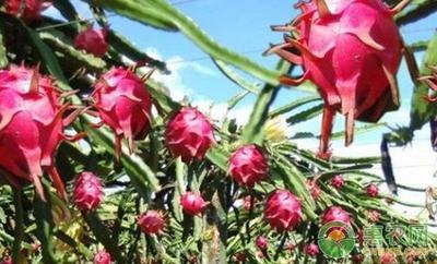 火龙果怎么种植