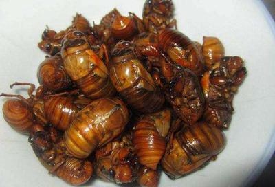 立秋后的金蝉能吃吗？立秋后还有金蝉吗？