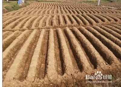 立秋后可以种韭菜吗？怎样种韭菜？