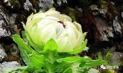 天山雪莲治什么病 天山雪莲治风湿的用法