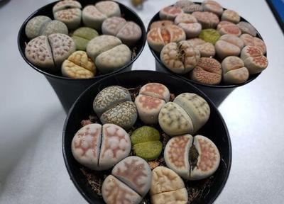 生石花的种植有什么注意的呢 生石花有毒吗 生石花的种植有什么注意的呢 生石花有毒吗