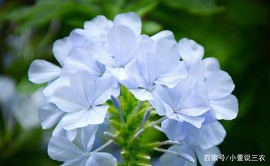 蓝雪花的花语是什么呢 蓝雪花的种注意是什么呢