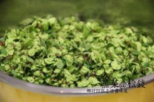 榆钱有点苦咋回事 榆钱发苦能吃吗