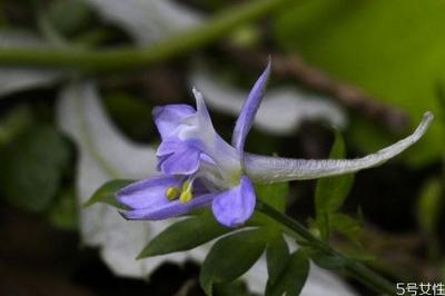 还亮草是一种什么植物呢 还亮草的作用有什么呢