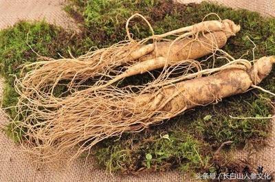 长白山人参什么时候吃最好 长白山人参可以怎么吃 长白山人参什么时候吃最好 长白山人参可以怎么吃