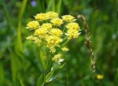 柴胡可以缓解痛经吗 柴胡能治便秘吗