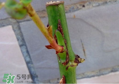 九月份能嫁接树吗？九月份怎么嫁接树？