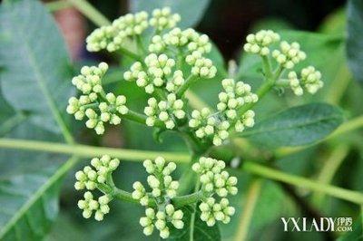 吴茱萸可以吃吗 吴茱萸怎么吃