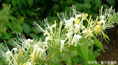 金银花会影响睡眠吗 晚上喝金银花失眠吗