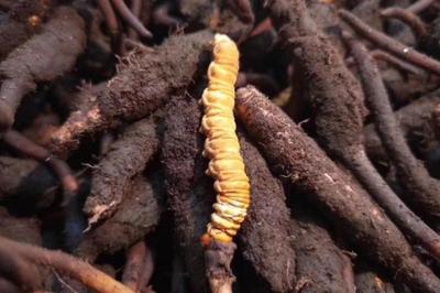 冬虫夏草是发物吗 冬虫夏草是凉性还是热性