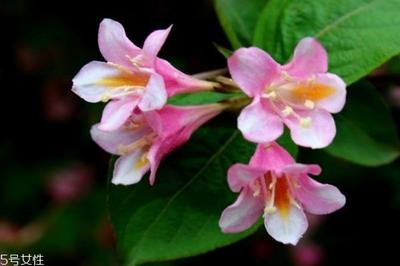 锦带花的花语是什么呢 锦带花种植有什么注意的呢